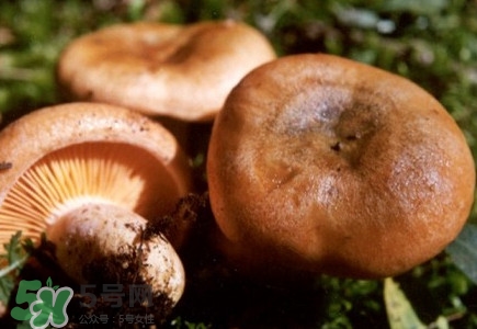 重陽菌怎么做好吃？吃重陽菌有什么好處