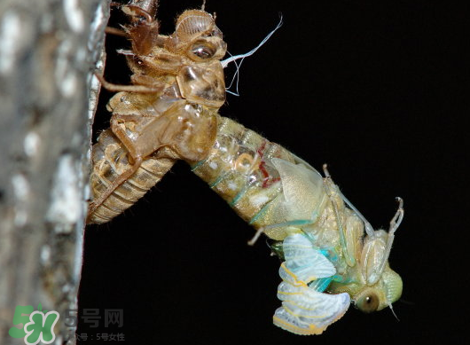 金蟬什么時(shí)候出來？金蟬什么時(shí)候出土？