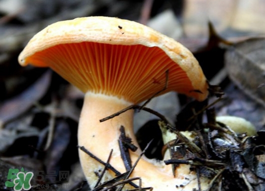 樅樹菌可以人工種植嗎？怎么鑒別樅樹菌是否有毒