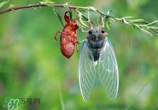 金蟬什么時(shí)候出來？金蟬什么時(shí)候出土？