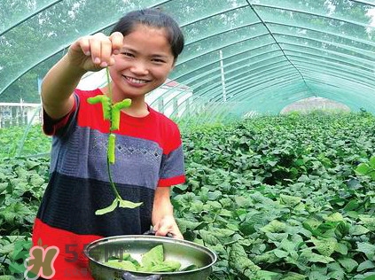 豆丹是什么？豆丹多少錢一斤？