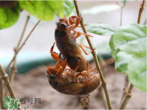 知了猴可以人工養(yǎng)殖嗎？知了猴怎么養(yǎng)殖？