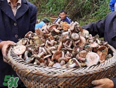重陽菌孕婦可以吃嗎？重陽菌怎樣保存才新鮮