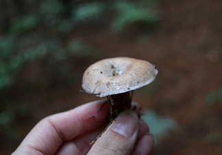 重陽(yáng)菌什么時(shí)候有？重陽(yáng)菌不能與什么食物一起吃