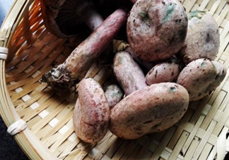 重陽(yáng)菌怎么做好吃？吃重陽(yáng)菌有什么好處