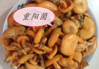 重陽(yáng)菌多少錢(qián)一斤？重陽(yáng)菌怎么清洗