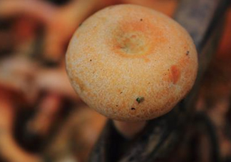 重陽(yáng)菌可以種植嗎？重陽(yáng)菌為什么不能人工種植？