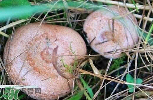 重陽菌怎么做好吃？吃重陽菌有什么好處