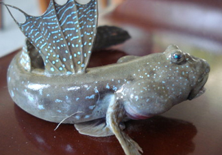 彈涂魚是兩棲動物嗎？彈涂魚營養(yǎng)價值有哪些