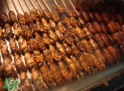 蟬蛹多少錢(qián)一斤？野生蟬蛹多少錢(qián)一斤