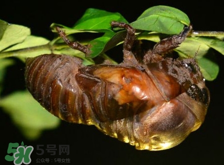蟬蛹里面黑色的能吃嗎？蟬蛹是怎么形成的