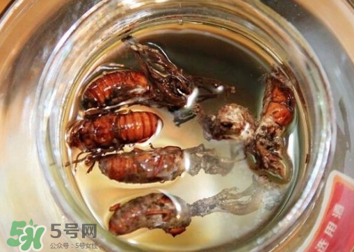 知了猴可以泡酒嗎？金蟬可以泡酒嗎？