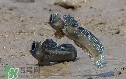 彈涂魚多少錢一斤？彈涂魚有毒嗎