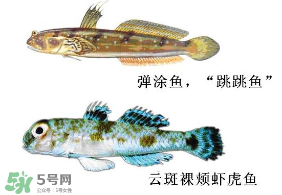 彈涂魚多少錢一斤？彈涂魚有毒嗎