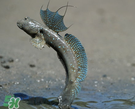 彈涂魚是兩棲動(dòng)物嗎？彈涂魚營(yíng)養(yǎng)價(jià)值有哪些