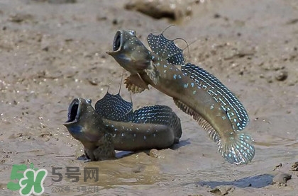 跳跳魚是什么魚？跳跳魚是不是泥鰍