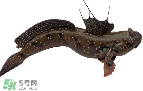 跳跳魚多少錢一斤？跳跳魚是淡水魚嗎？