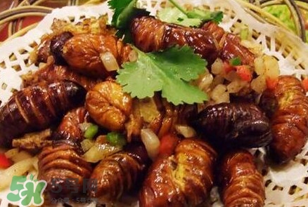 蟬蛹多少錢一斤？野生蟬蛹多少錢一斤