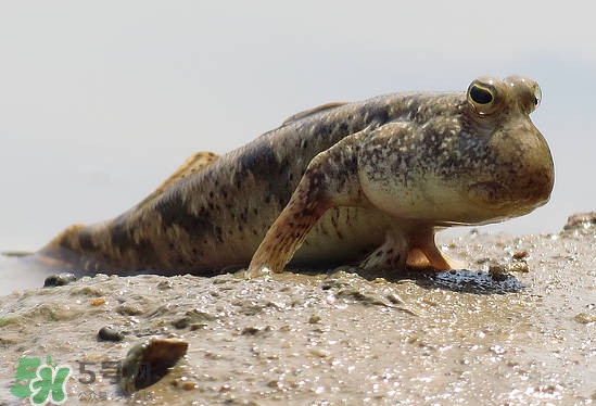 跳跳魚是什么魚？跳跳魚是不是泥鰍