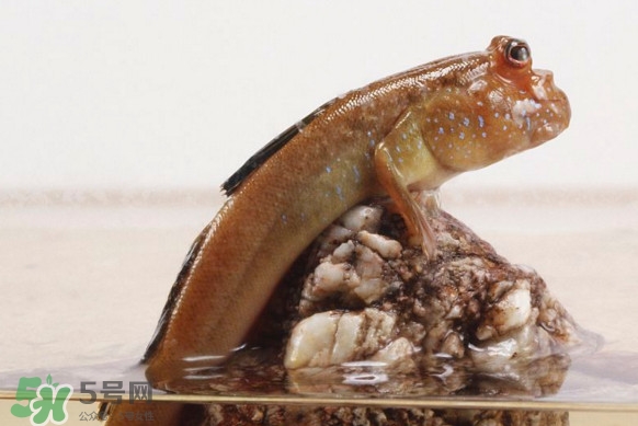 彈涂魚能吃嗎？彈涂魚怎么抓