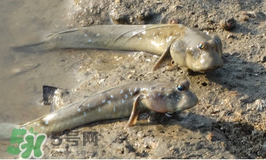 彈涂魚是兩棲動(dòng)物嗎？彈涂魚營(yíng)養(yǎng)價(jià)值有哪些