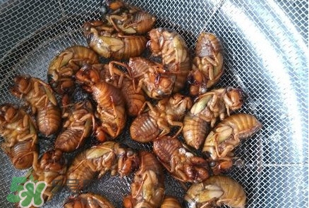 蟬蛹怎么處理？蟬蛹怎么保存