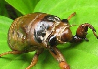 幼蟬猴多少錢一斤？幼蟬猴幾月份有