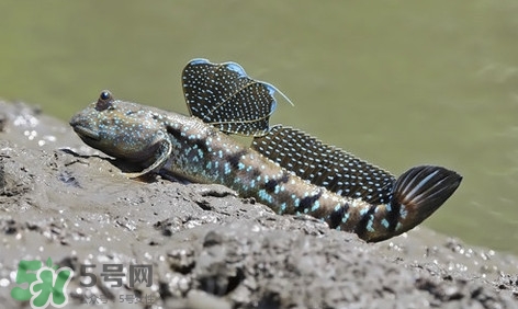 彈涂魚(yú)怎么吃？彈涂魚(yú)怎么燒好吃