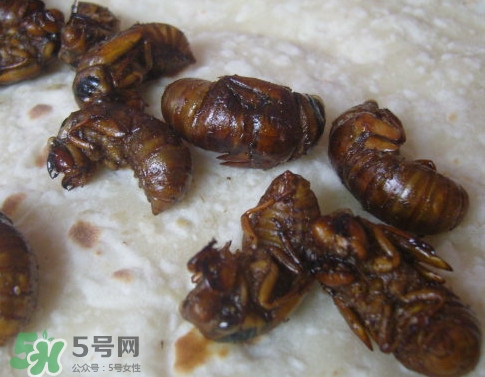 蟬蛹可以人工養(yǎng)殖嗎？蟬蛹的養(yǎng)殖方法
