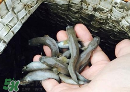跳跳魚刺多嗎？跳跳魚小孩可以吃嗎