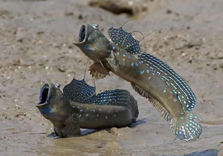 跳跳魚是什么魚？跳跳魚是不是泥鰍