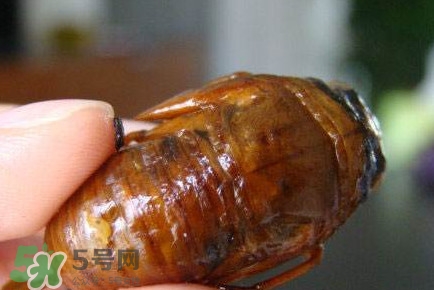 幼蟬猴怎么抓？幼蟬猴什么時(shí)候抓最好