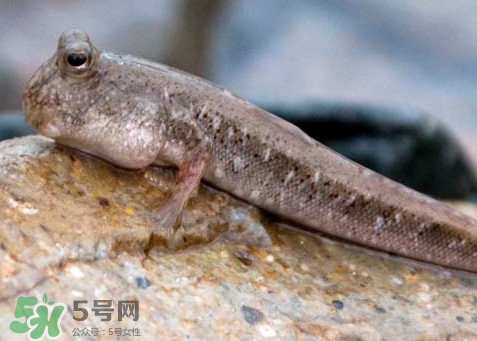 跳跳魚是什么魚？跳跳魚是不是泥鰍