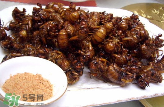 蟬蛹里面黑色的能吃嗎？蟬蛹是怎么形成的