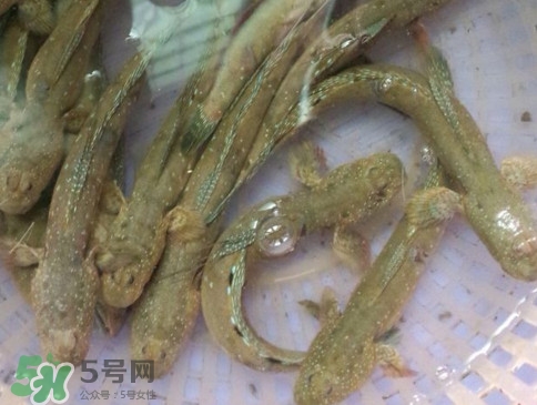 跳跳魚怎么做好吃？跳跳魚的最好吃做法