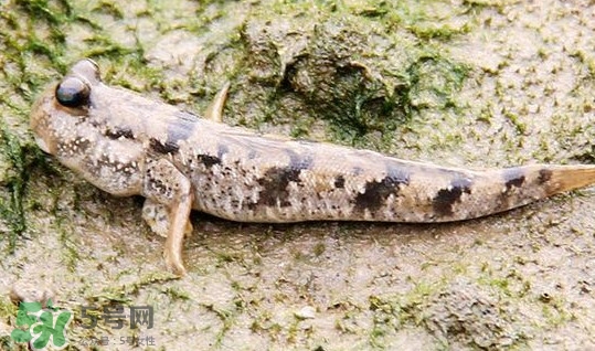 彈涂魚多少錢一斤？彈涂魚有毒嗎