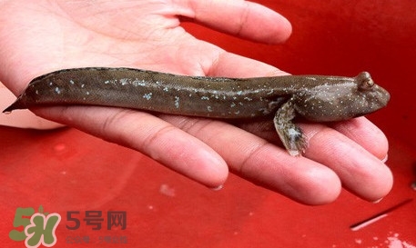 彈涂魚(yú)怎么吃？彈涂魚(yú)怎么燒好吃