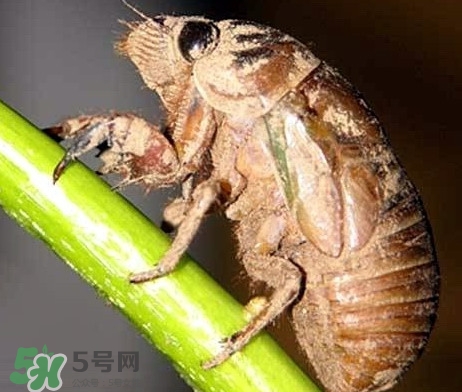 蟬蛹什么時(shí)候出來？蟬蛹什么時(shí)候最多