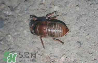 幼蟬猴怎么做好吃？幼蟬猴有什么營(yíng)養(yǎng)價(jià)值