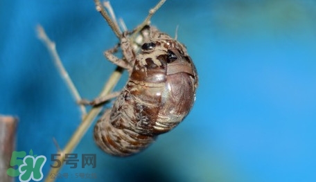 幼蟬猴怎么保存？幼蟬猴怎么清洗