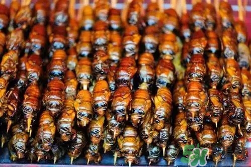 吃知了猴有什么好處？吃知了猴的好處與壞處