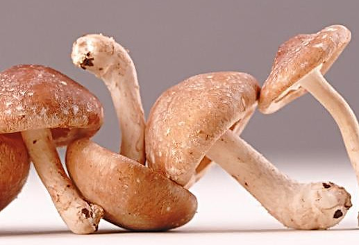 干香菇為什么比鮮香菇味道好？香菇為什么要曬干了再泡來吃