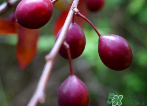 紫葉李果實(shí)有毒嗎？紫葉李果實(shí)能吃嗎