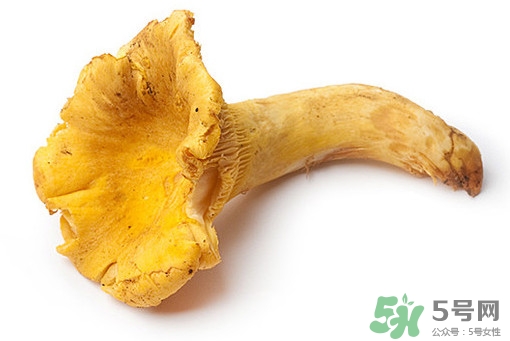雞油菌多少錢一斤？雞油菌和雞樅菌有什么區(qū)別