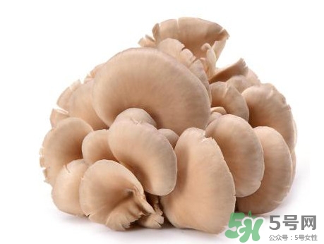 平菇怎么吃最有營養(yǎng)？平菇長白毛還能吃嗎