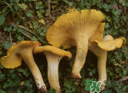 雞油菌多少錢一斤？雞油菌和雞樅菌有什么區(qū)別