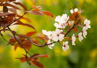 紫葉李什么時(shí)候開花？紫葉李什么時(shí)候成熟