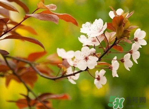 紫葉李什么時候開花？紫葉李什么時候成熟
