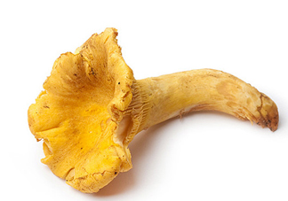 雞油菌多少錢一斤？雞油菌和雞樅菌有什么區(qū)別