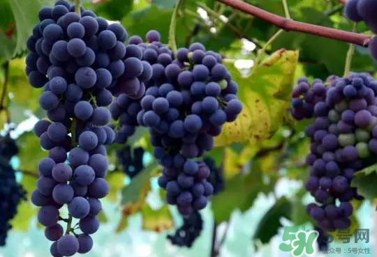 夏黑葡萄為什么掉色？夏黑葡萄怎么會(huì)染色？